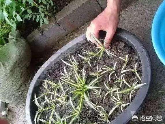 金边龙舌兰花语是什么:金边吊兰开花意味着什么？