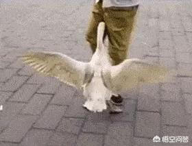 家养大鹅的祖先:为什么农村里养的一些鹅爱追着人跑是什么原因