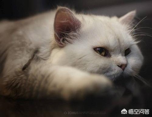 临清狮猫:临清狮猫尿频尿急会自己好吗？