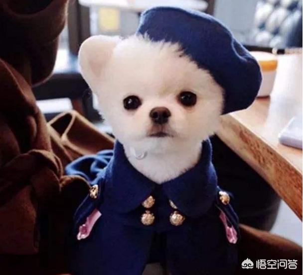 博美狗狗:博美犬一生有多少个时期，该如何饲养？