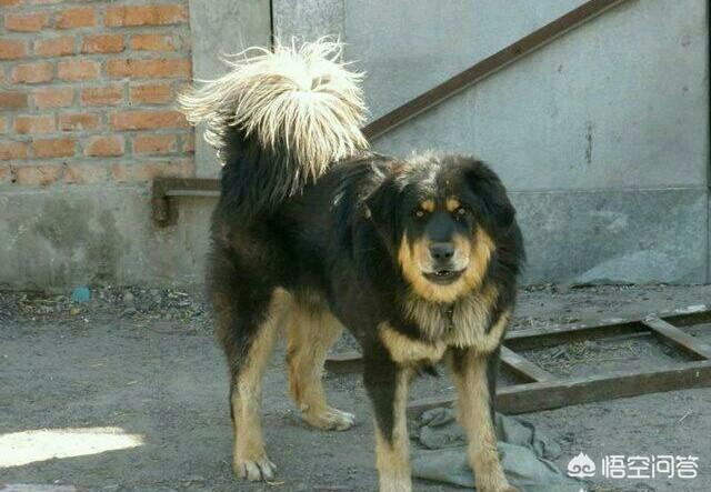 马士提夫獒犬:你认为我国的几大猛犬是哪几种狗？有何依据？
