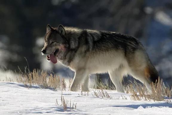 国际比特犬斗狗视频:比特犬斗狗最新视频 比特犬可以打败一头狼吗，你怎么看？