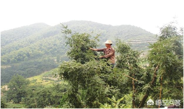 极挑嘉宾摘二级植物:有人说香榧贵是因为采摘困难，是真的吗？