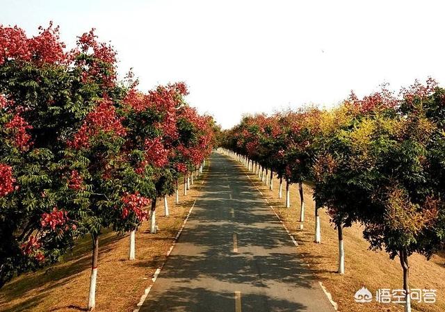 栾树彬:栾树什么时候开花？为什么？