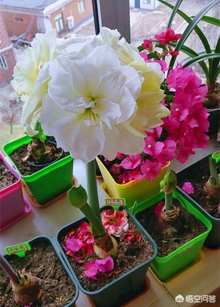 大色猫:茶花有几种品种，哪个最好？