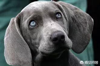 宠物狗的品种及价格:1千元的预算，是买金毛好还是拉布拉多好呢？