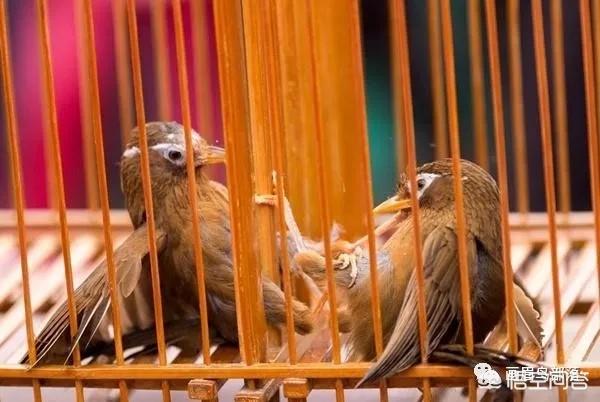 画眉鸟的图片:为什么方头画眉鸟野性大，依然那么多人喜欢饲养？