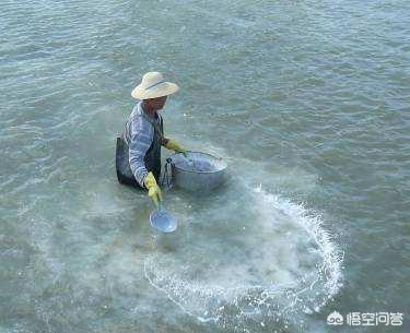 蓝尾金蜥生活环境:蓝尾金蜥怎么养 有人说小龙虾喜欢在污水里生活，这是真的吗？