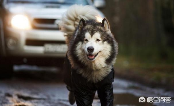 阿拉斯加雪橇犬好养吗:养八只阿拉斯加犬是什么体验？