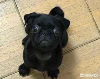 巴哥犬好养吗巴哥犬的喂养注意事项:我想养只巴哥，巴哥有什么缺点吗？