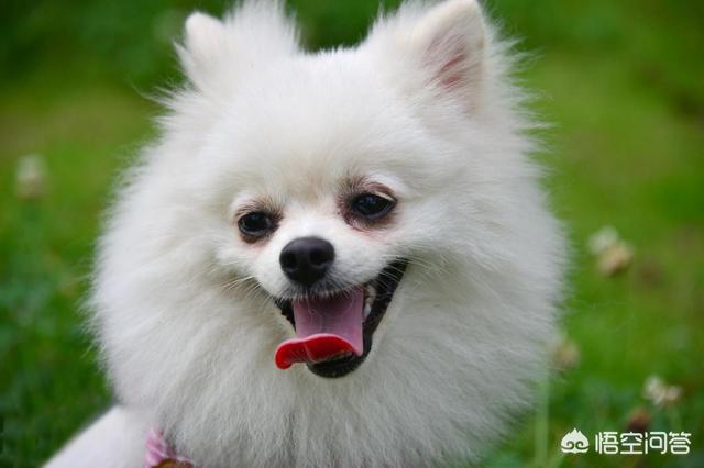 迷你腊肠犬好不好养:想养一只长不大且聪明爱卫生的狗狗，什么品种的好？
