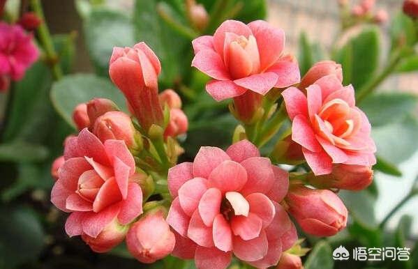 长寿花的繁殖方法图解:长寿花的繁殖方法及技巧 长寿花花茎秆长出了气生根，对长寿花的生长有影响吗？