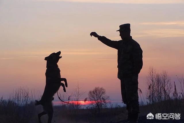 警犬训练:警犬训练计划方案 当兵时，怎么能当上军犬训导员？