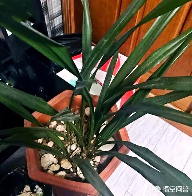 建兰吧:兰花叶片脱水，从芦头处断了是什么原因？ 建兰吧图片大全