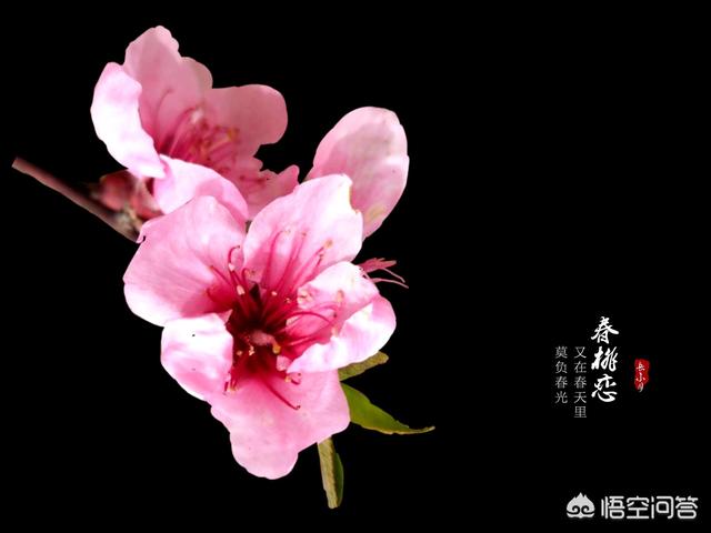 头条问答 如何拍好暗黑背景的花 手机党拍的回答 0赞