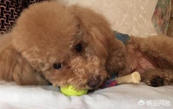 我做母狗的经历私奴:狗是不是一种奴性很强的动物？