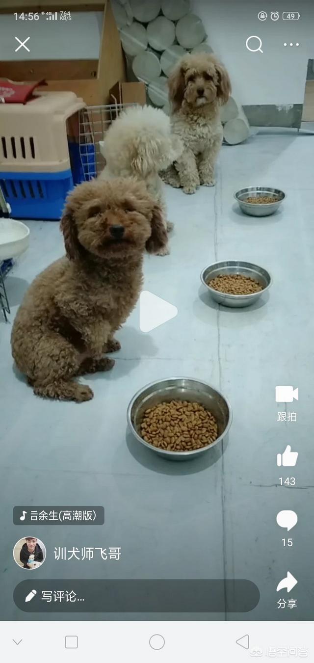 法斗犬免费领养:如果有狗狗免费让大家领养，大家还会去买吗？