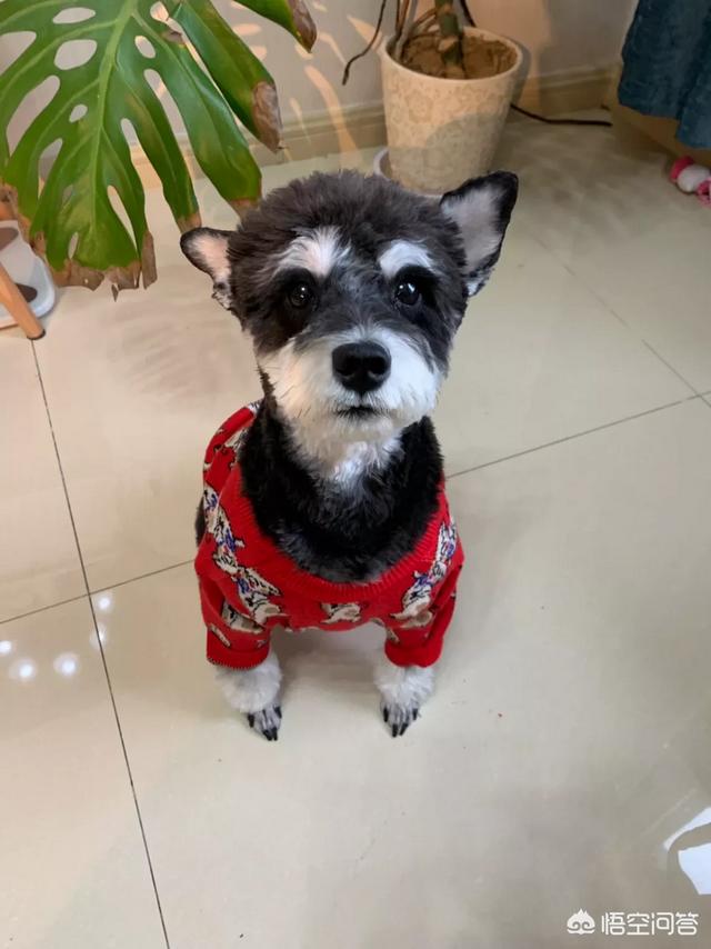泰皇脊背犬多钱一只:狗子有自己的语言吗？你们都遇到了什么样的？