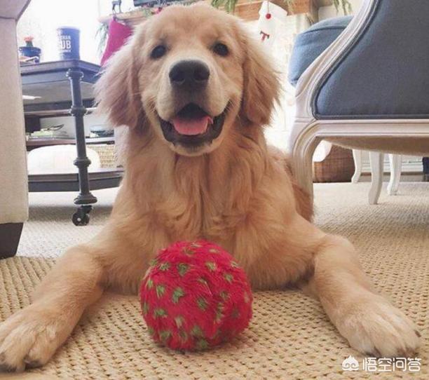 边境牧羊犬性格如何:金毛犬，比熊犬和边境牧羊犬你会选哪个？