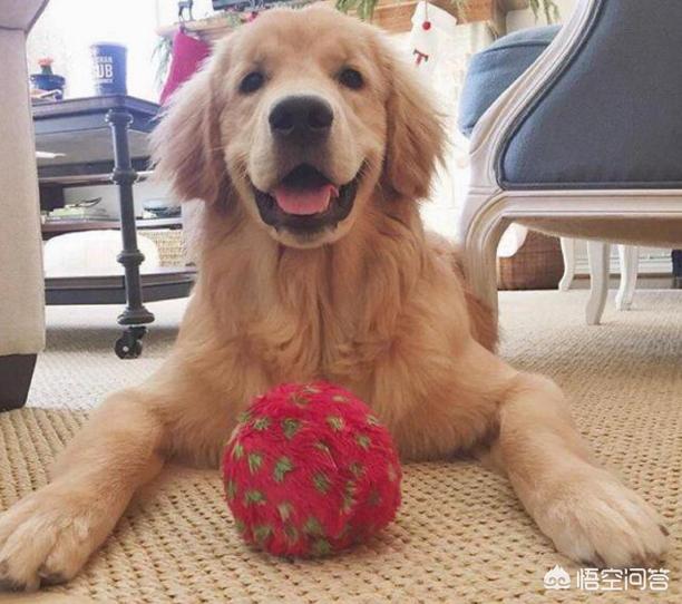 苏俄牧羊犬和边牧:边境牧羊犬和德国牧羊犬相比，哪个更聪明一点？为什么？