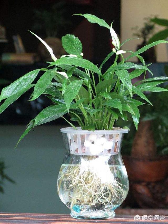 一帆风顺怎么养:一帆风顺水培怎么能养植好？