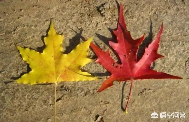 元宝枫图片:种植元宝枫和五角枫哪个有前景？