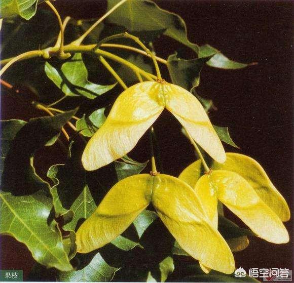 元宝枫图片:种植元宝枫和五角枫哪个有前景？