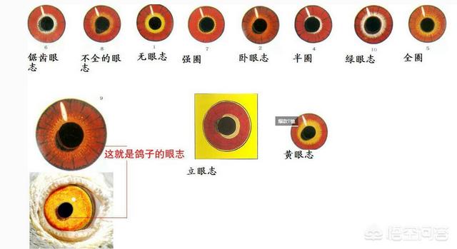 信鸽眼砂图片:为什么有些鸽子的眼角是黑的？