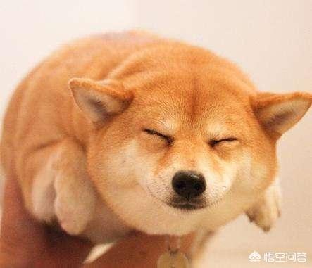 头条问答 三个月的柴犬便秘久了有什么后果 安卓开发编程员子纤的回答 0赞