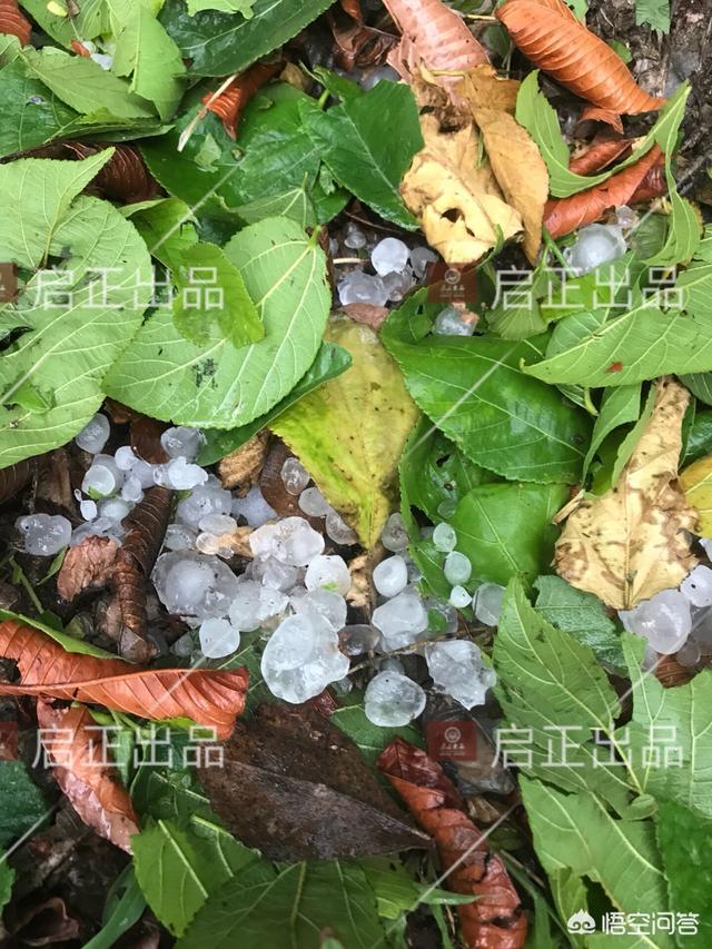 2018凤眼菩提是炒作还是物有所值？