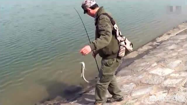 虾皮聊聊手机版（怎样钓路翘嘴）