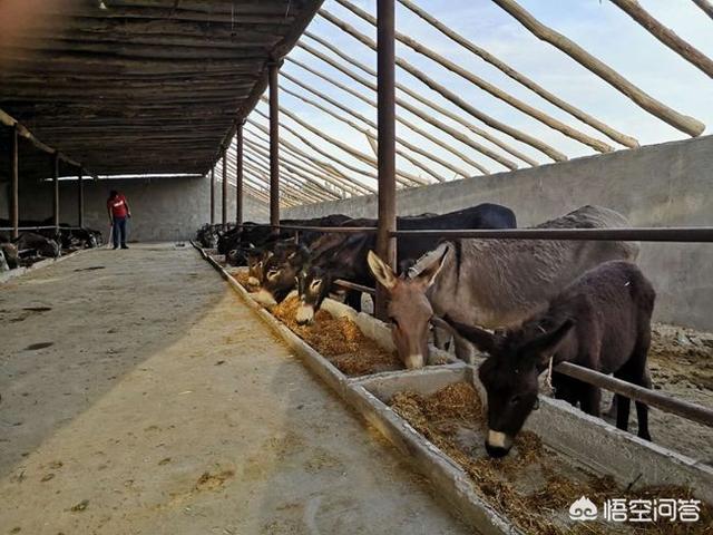 角蛙价格行情:想在寝室养小动物（会征求室友意见），请问养什么比较好？ 角蛙品种价格表