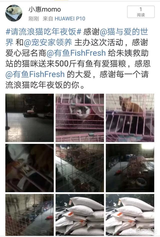 幸运土猫基地:幸运土猫电话 猫与爱的世界的请流浪猫吃年夜饭的活动，现在进行到什么程度了？