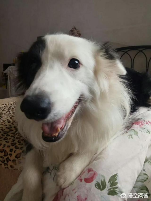 蓝湾牧羊犬打架视频:为什么边牧不爱跟别的狗一起玩呢？