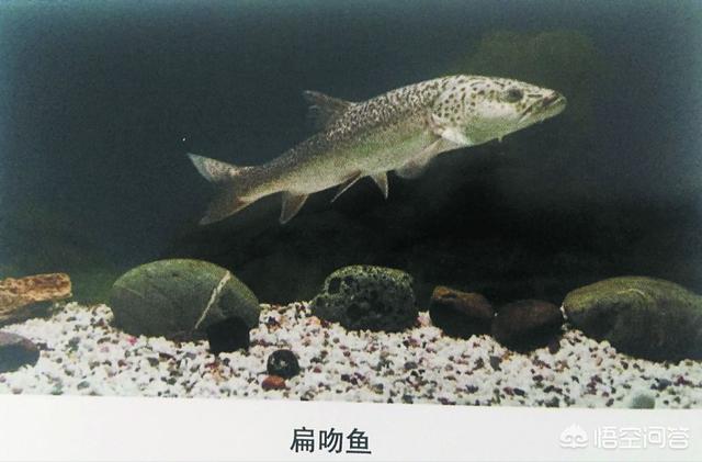 罗布泊曾经是湖,为何会消失,里面有鱼类或者某种未知生物吗？