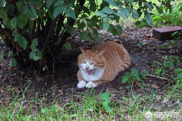 褴褛猫性格:猫喜欢抓人咬人，脾气暴躁，这猫有狂犬病吗？
？