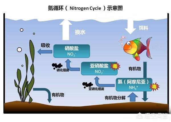 硝化细菌怎么培养？