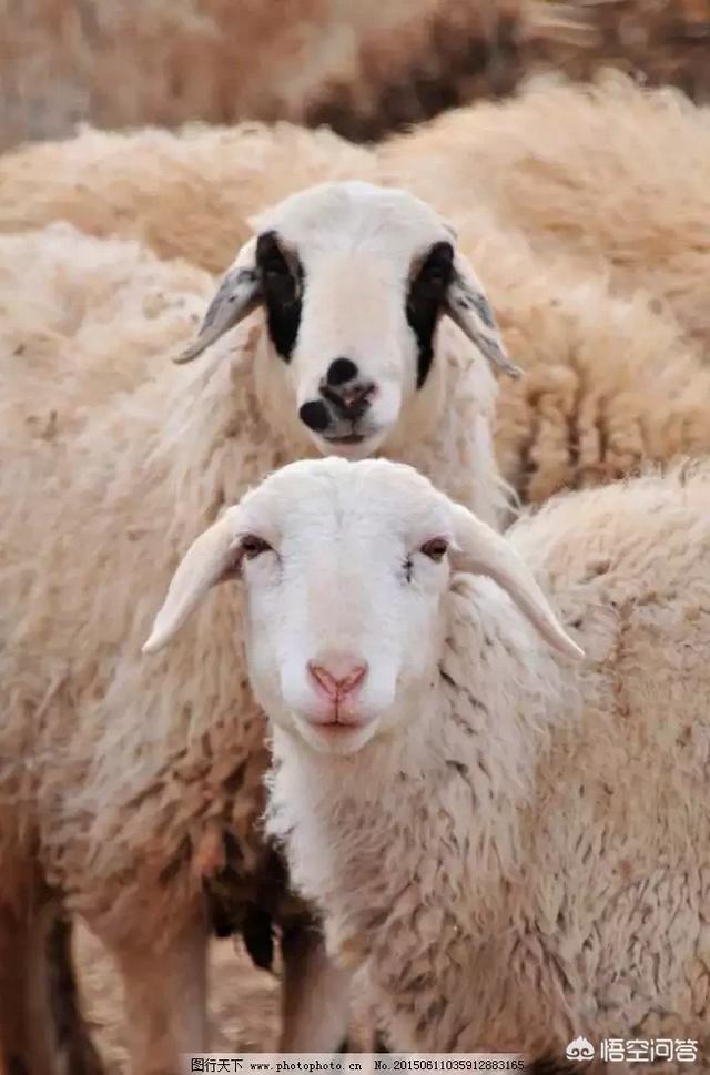 养羊和养牛哪个省力风险低，2019年养羊好还是养牛好