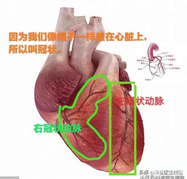 森脉红酒，痛风患者怎么才能迅速止痛