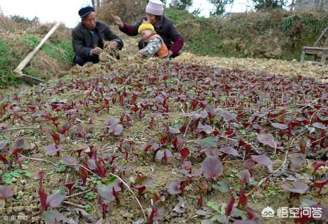 阳荷种植前景怎么样，农村种植什么野菜不愁销路