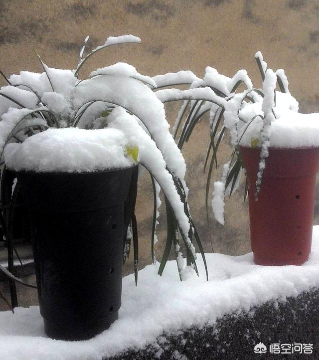 兰花鼠尾草习性:兰花32℃下还能叶面施肥吗？