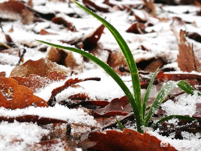 兰花鼠尾草习性:兰花32℃下还能叶面施肥吗？