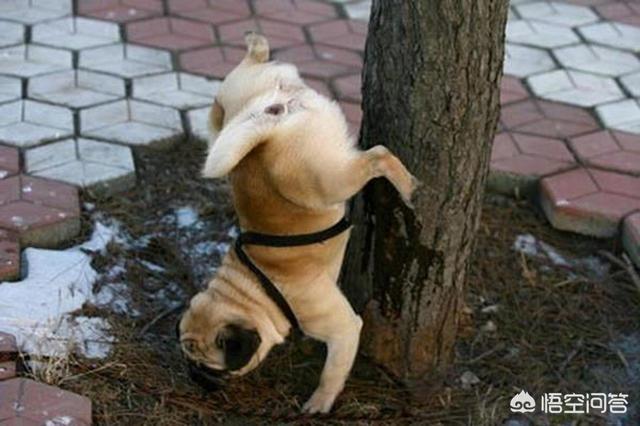 狗狗充满了我的子宫:狗狗子宫蓄脓，该怎么办！紧急？