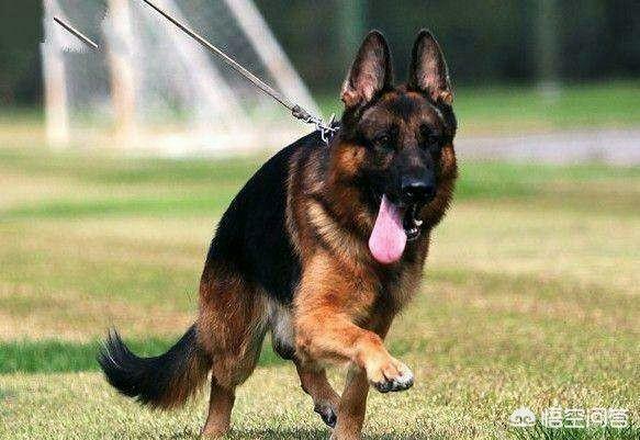德国名犬图片大全:德国牧羊犬有哪些不好的地方，让养的人越来越少？