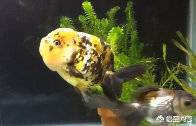 头条问答 如何判断金鱼吃了鱼粮 消化良好 如果消化不良有什么症状 2个回答