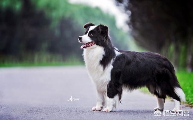 牧羊犬喜欢吃什么蔬菜:除了狗粮，边牧还可以吃什么？ 牧羊犬喜欢吃什么东西