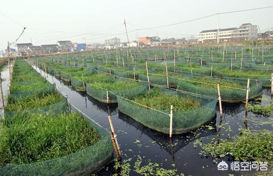 网箱养黄鳝(网箱养黄鳝一平方可以产多少斤)