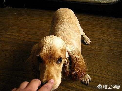 柯基可以吃犬虫净么:小柯基总是乱吃地上的东西应该怎么办？