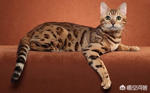 野生豹猫吃了有什么用:孟加拉豹猫如何繁育 猫肉可以吃吗？吃了有什么后果？