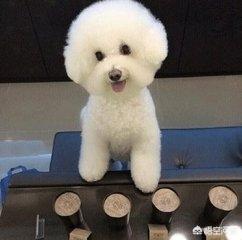 可爱的比熊犬图片:比熊犬幼仔怎么分辨纯不纯？